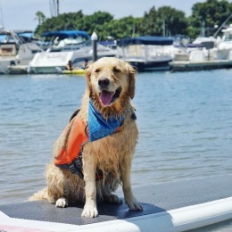 Newport Beach isn't just an oasis for people—it's a haven for pups too! 🐾Enjoy countless dog-friendly adventures with your furry friend. Come explore our community today! #ParkNewport Instagram post from @parknewport_apts on October 17, 2024 00:00:00am