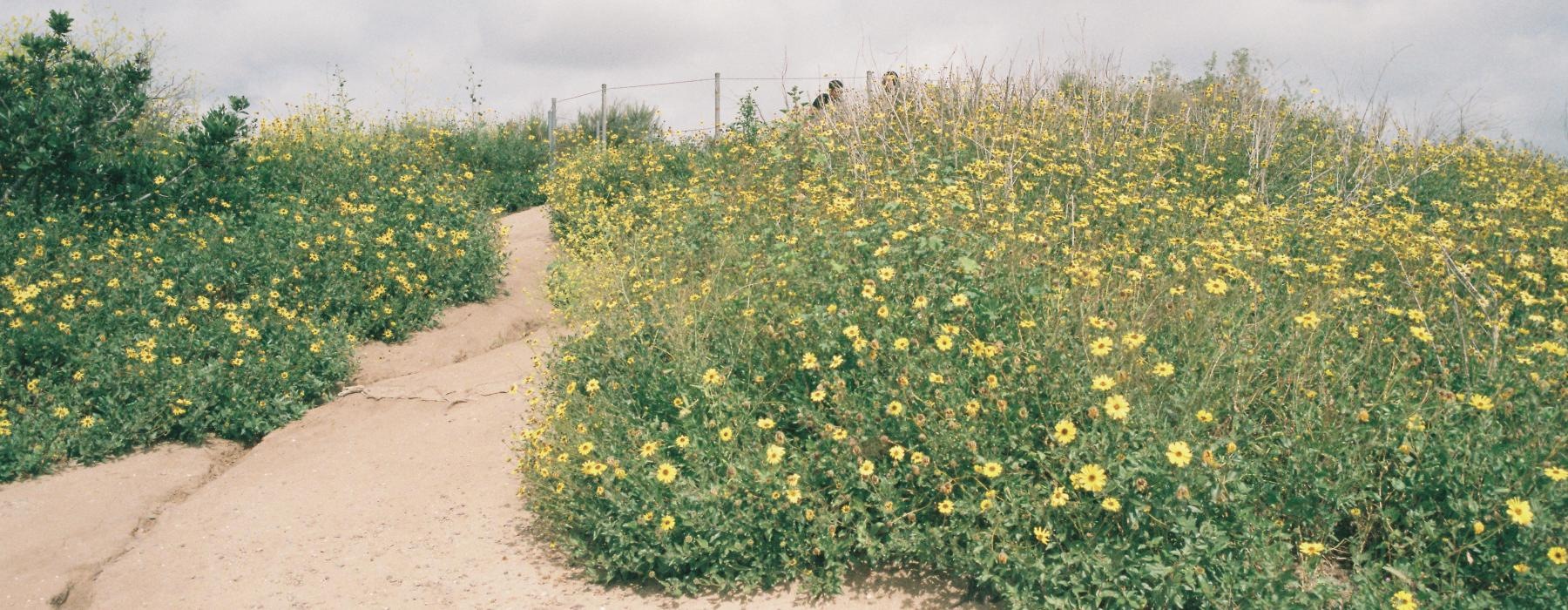 a dirt road with yellow flowers